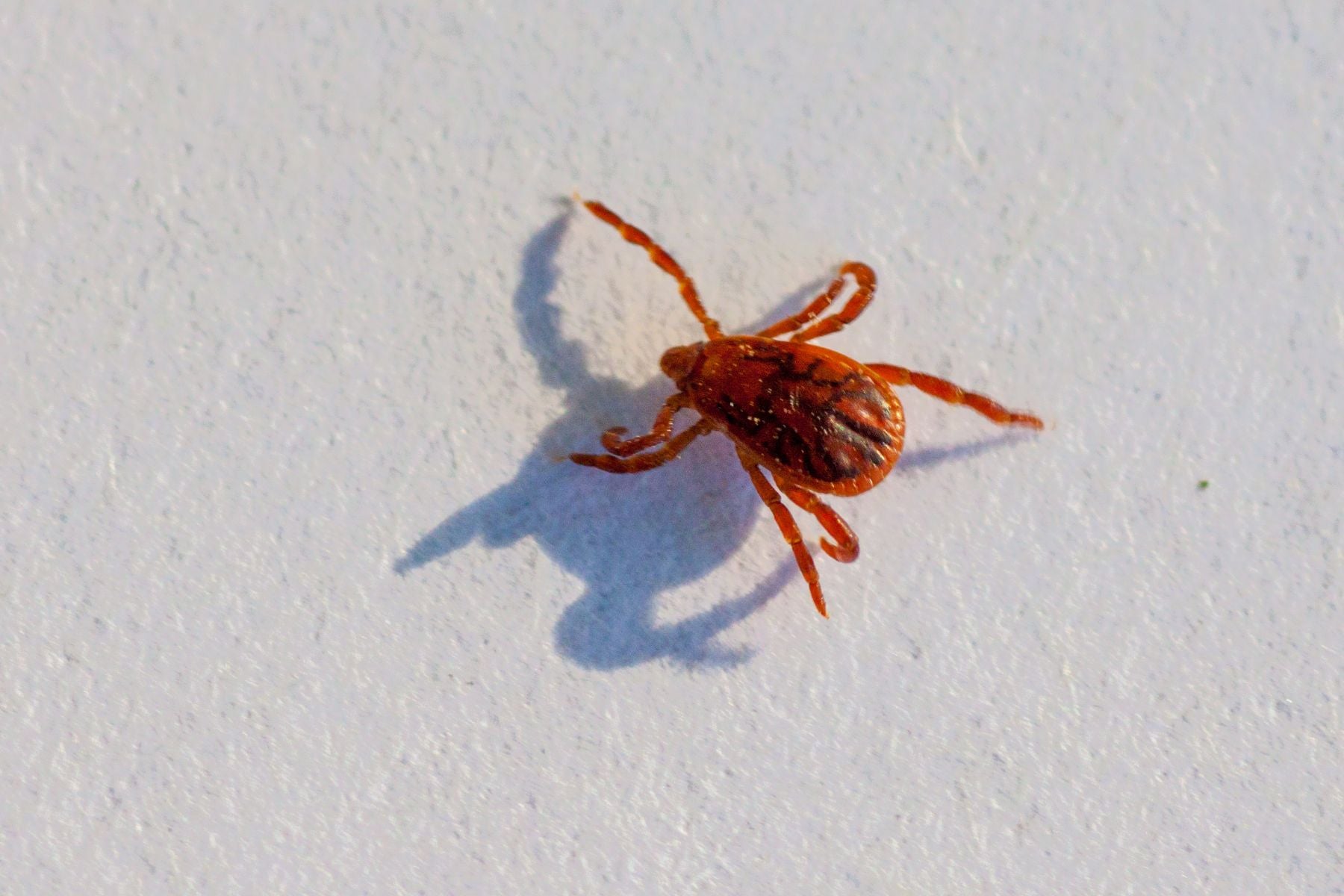 The Bite of a Lone Star Tick Can Cause Alpha-Gal Syndrome, an