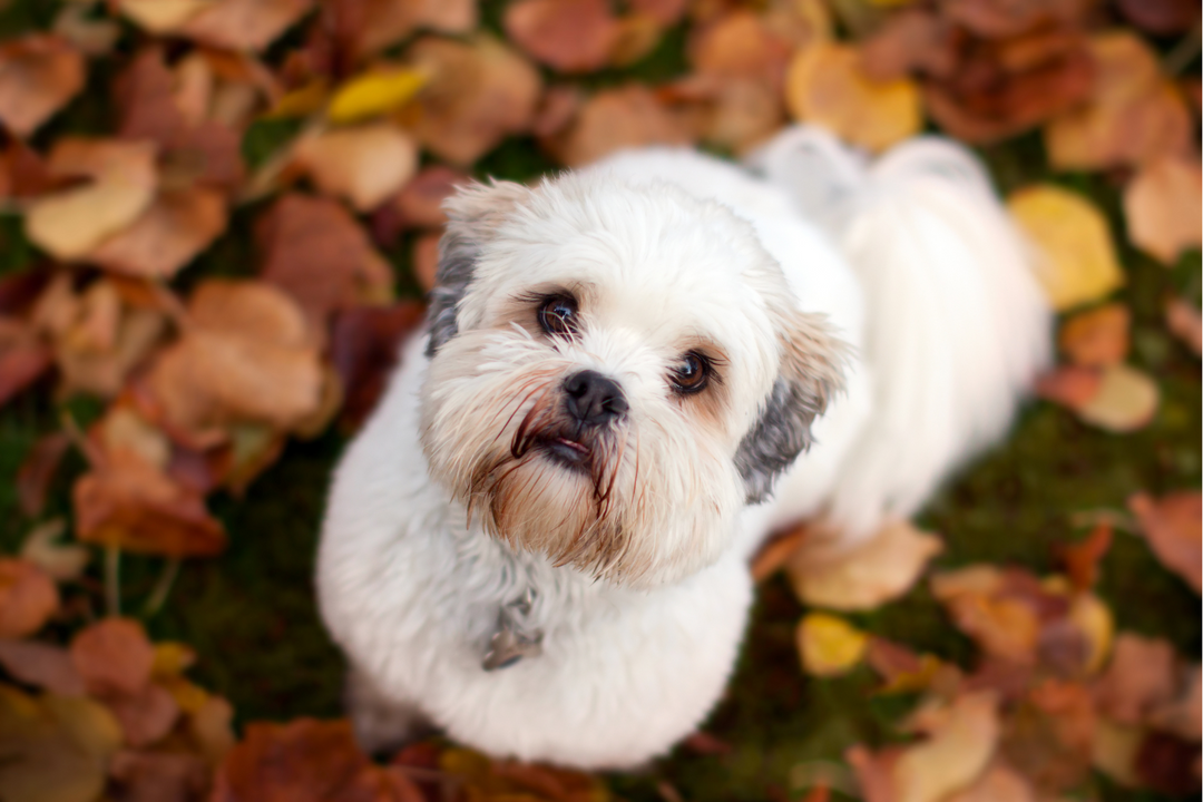 dog in fall leaves