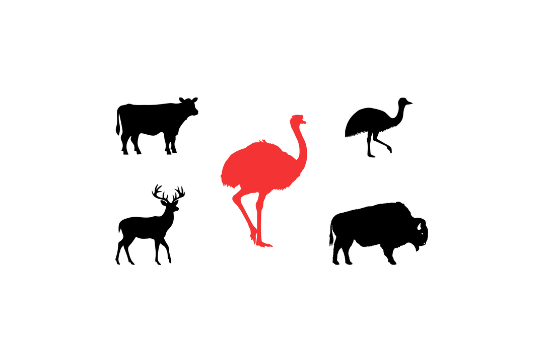 ostrich graphic with other animals